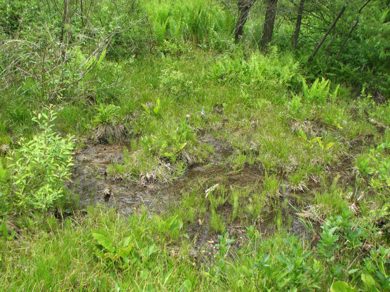 Alder-leaved Buckthorn - Inland Sedge - Golden Ragwort Shrub Fen, Wattsburg Fen